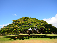 モアナルア・ガーデン